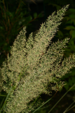 Calamagrostis brachytricha RCP9-06 058.jpg